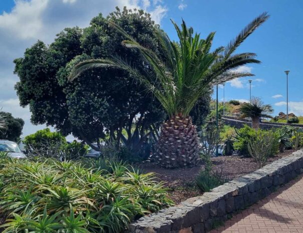 madeira14